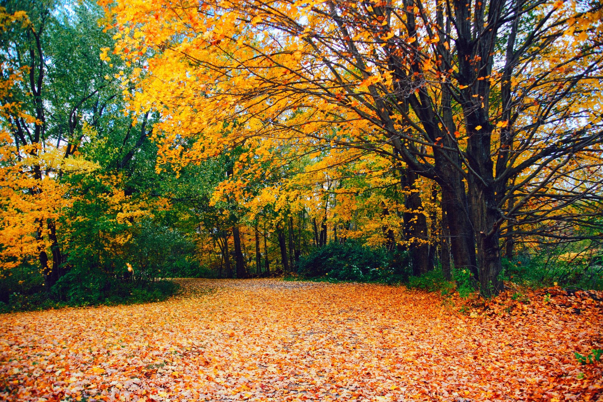 natura foresta parco alberi foglie colorato strada autunno caduta colori passeggiata