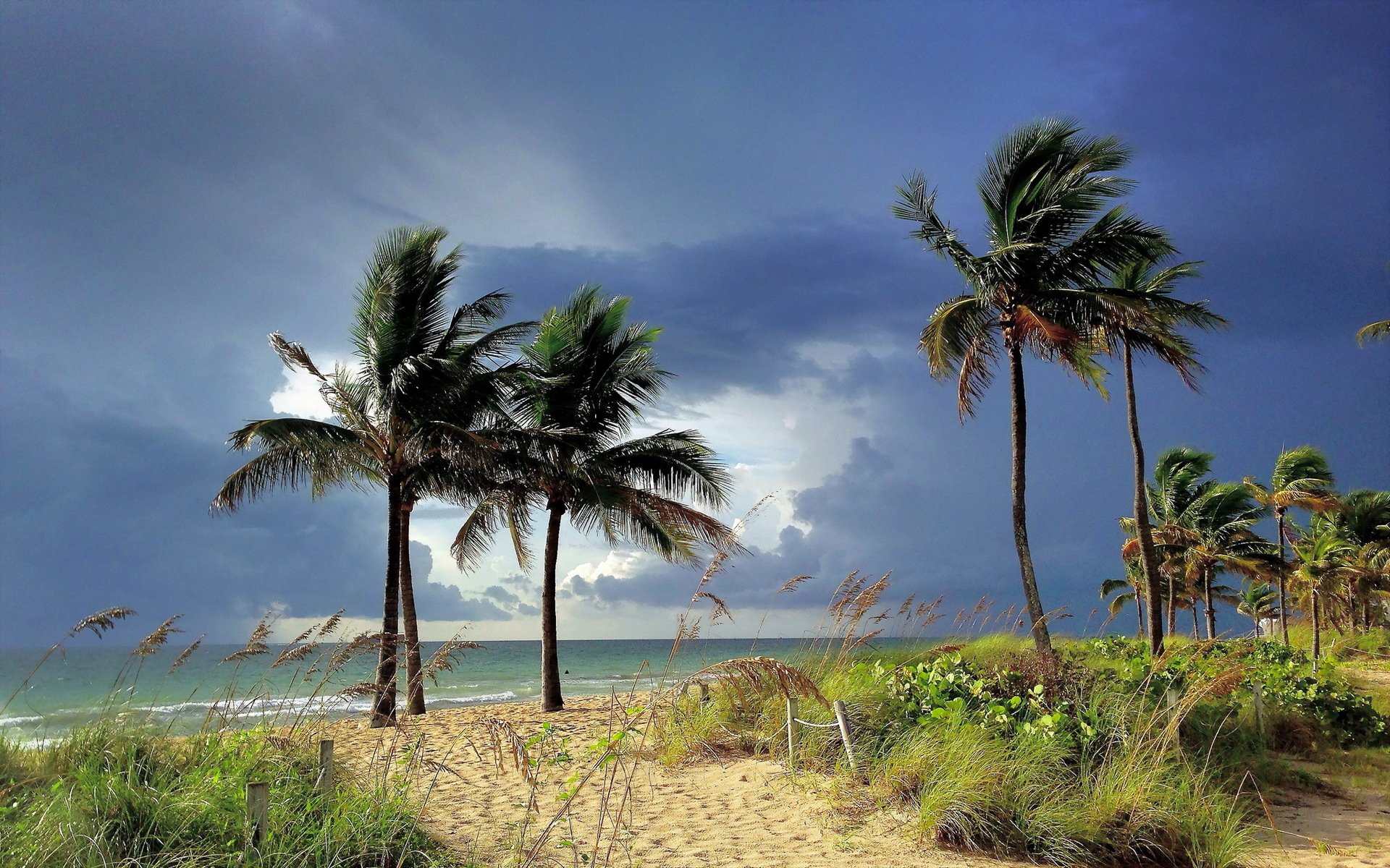 mer arbres paysage