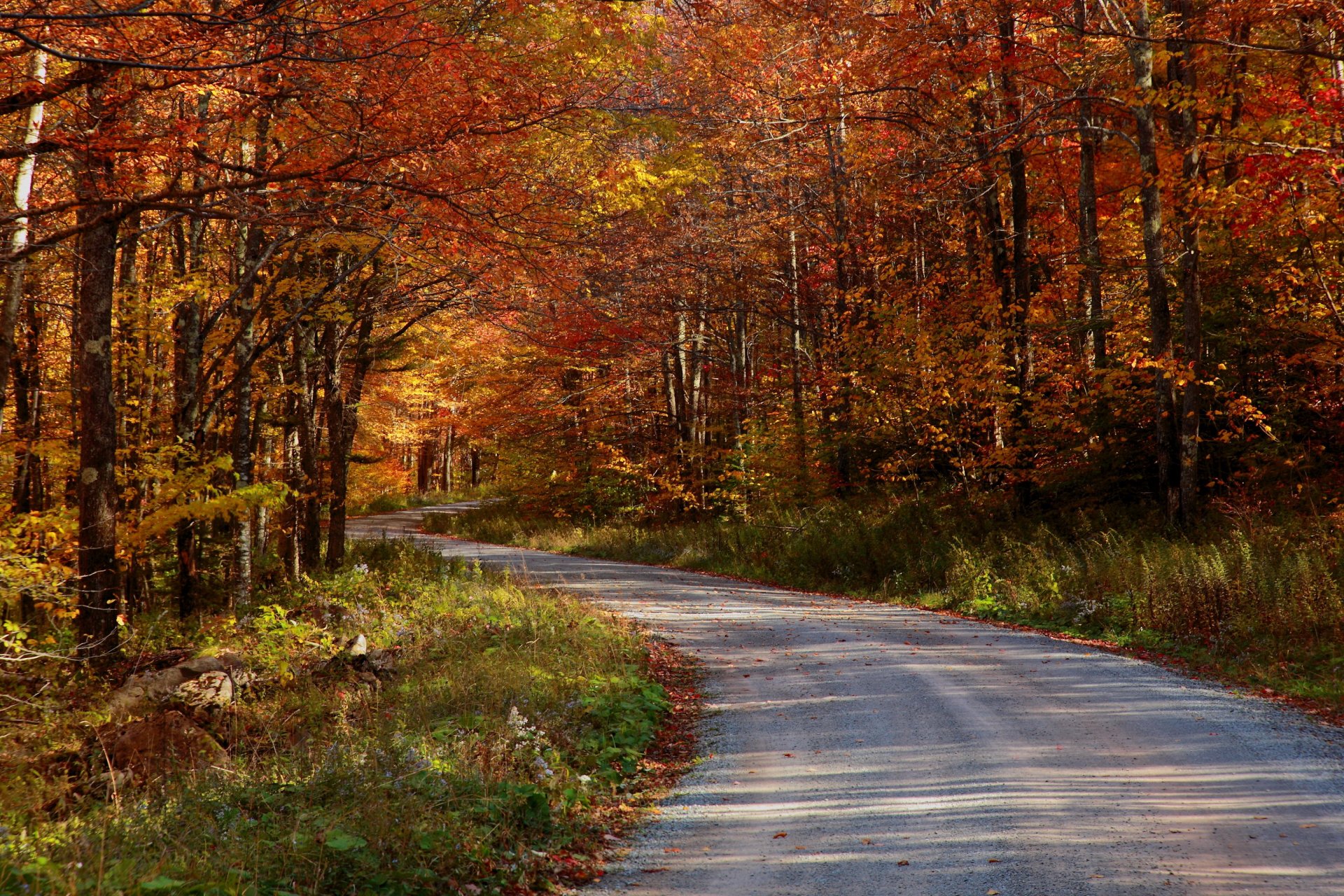 autumn road forest nature photo