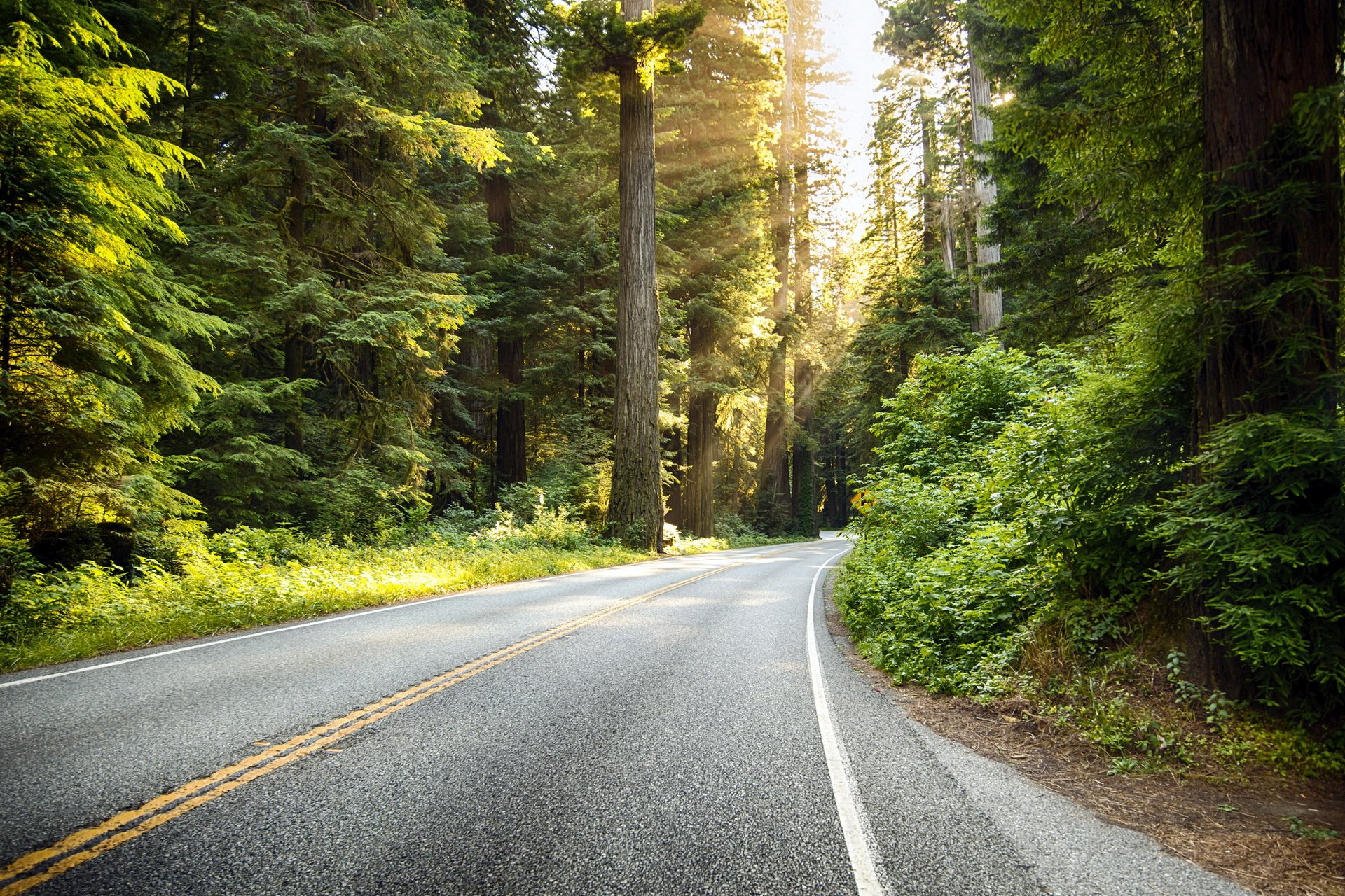 route forêt paysage