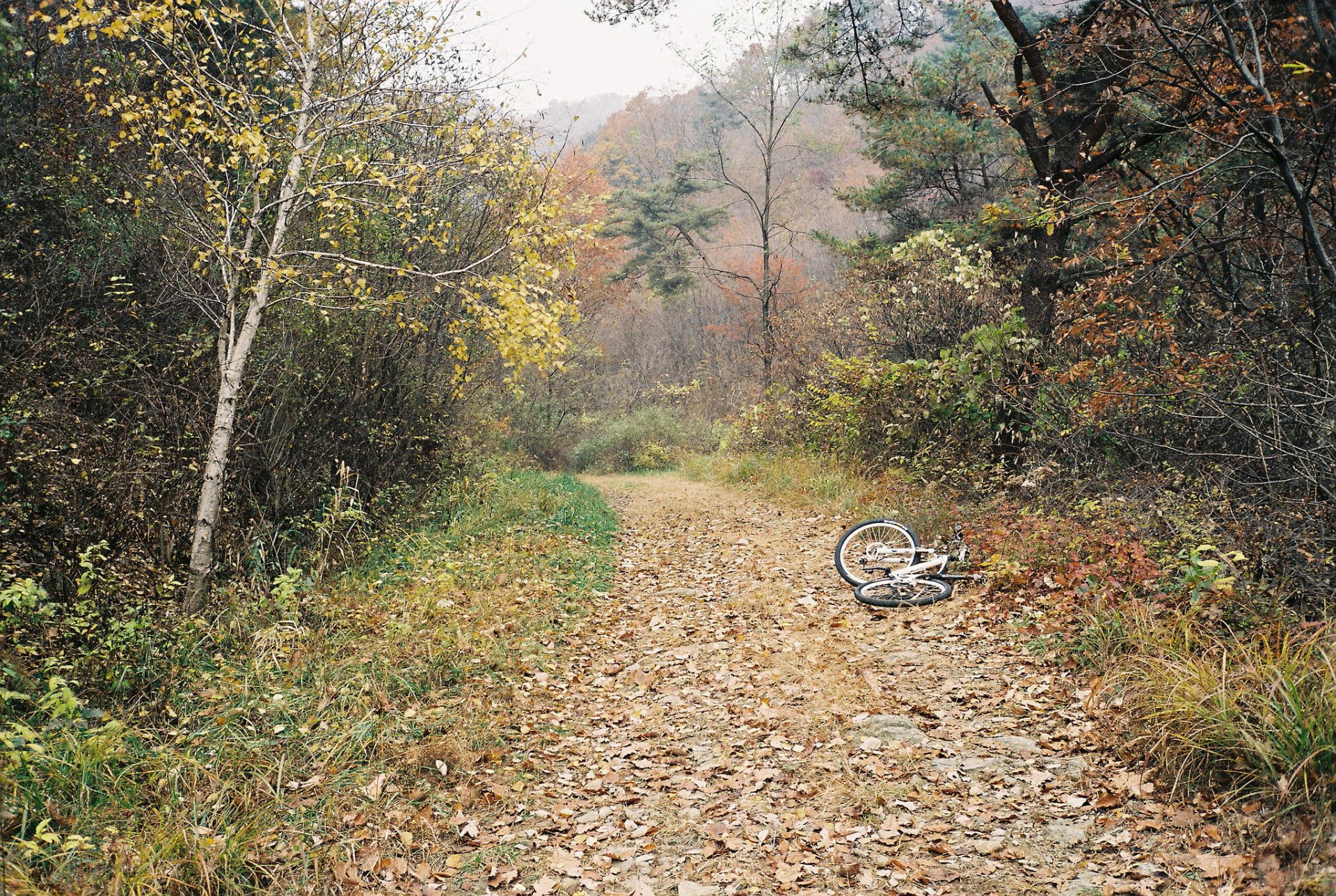 autunno foresta alberi nebbia pista bicicletta