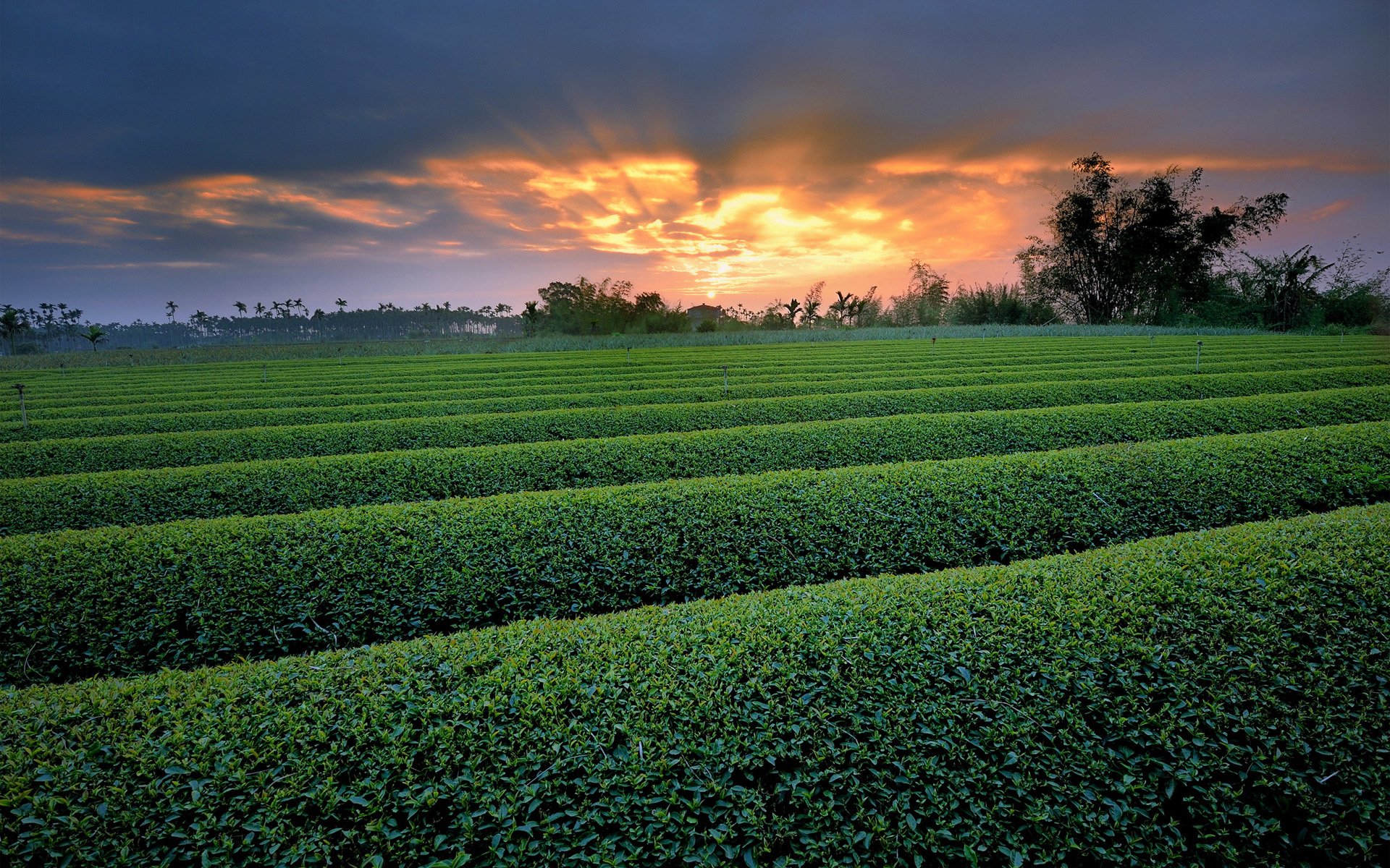 natur feld büsche grüns sonnenuntergang reihen bäume