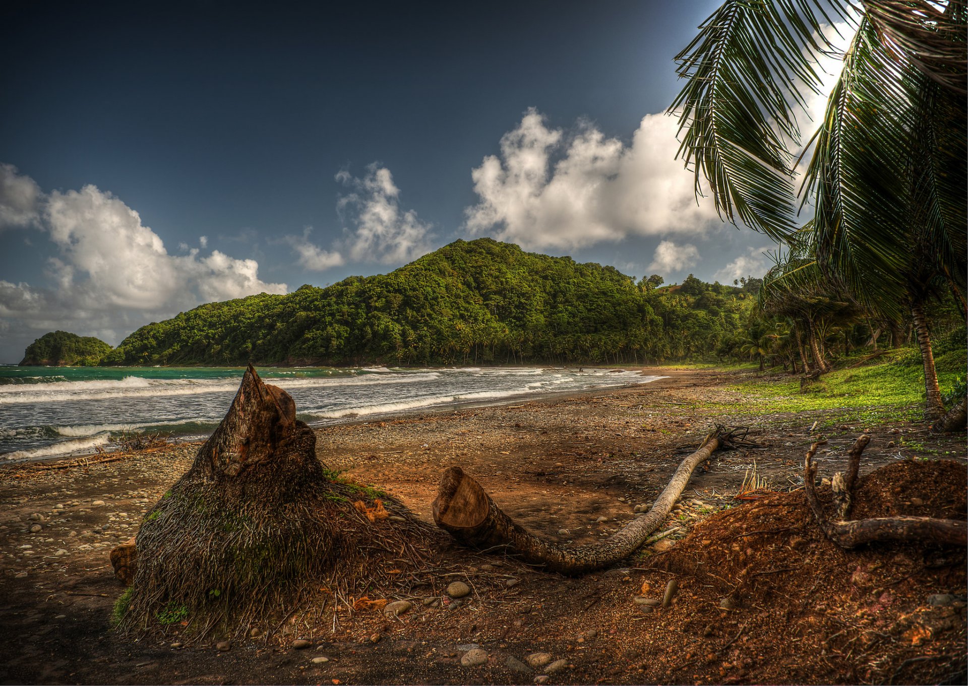 baie plage arbres caraïbes