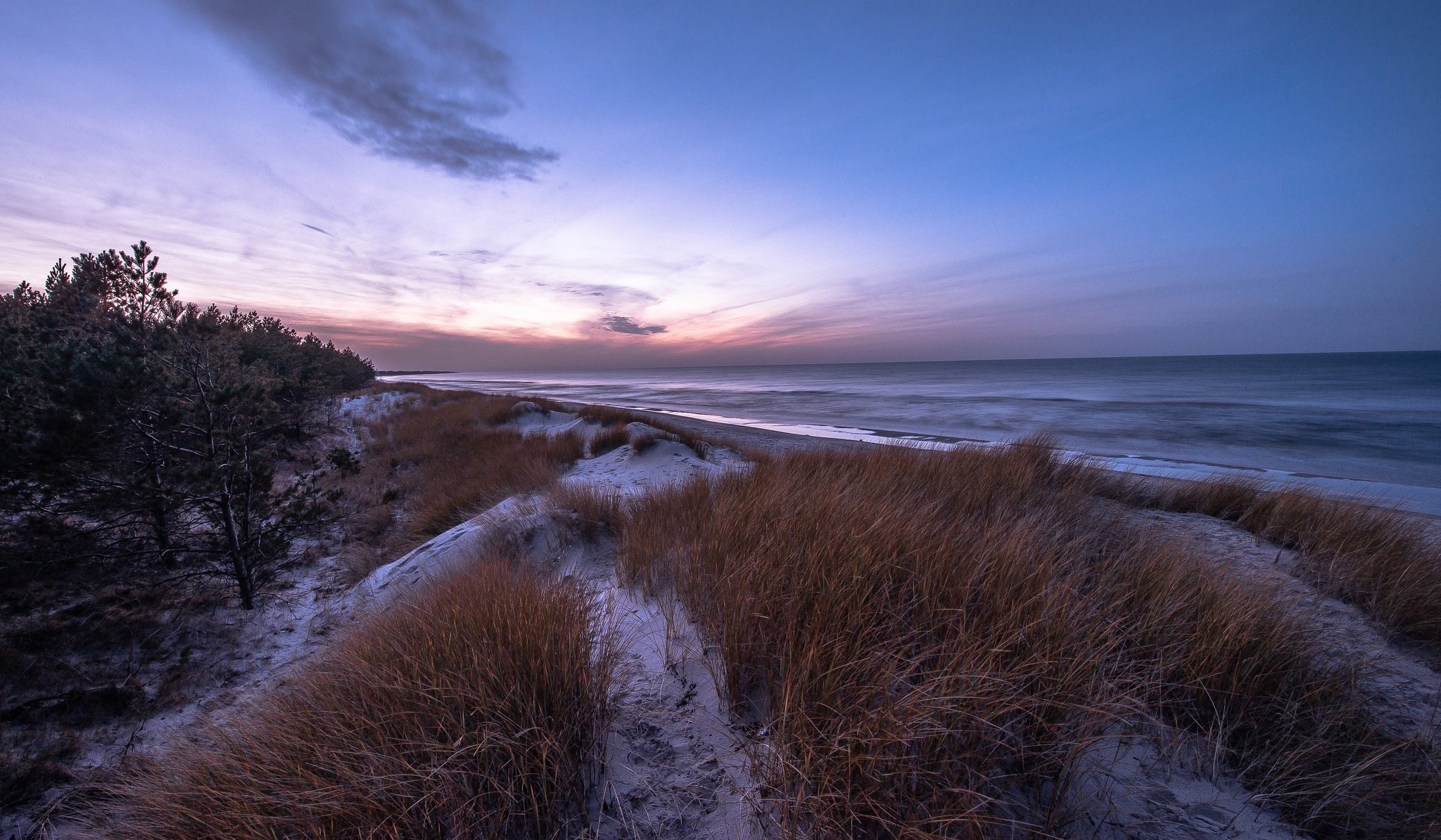 mer plage pins herbe neige hiver