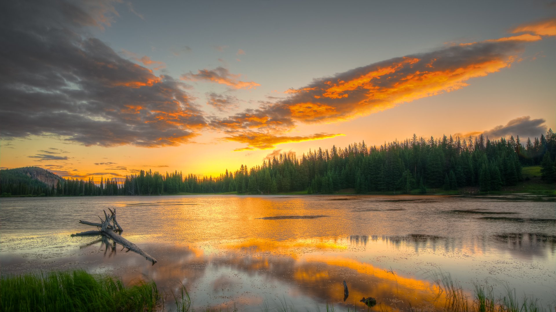 bosque árboles agua reflejos cielo nubes luz