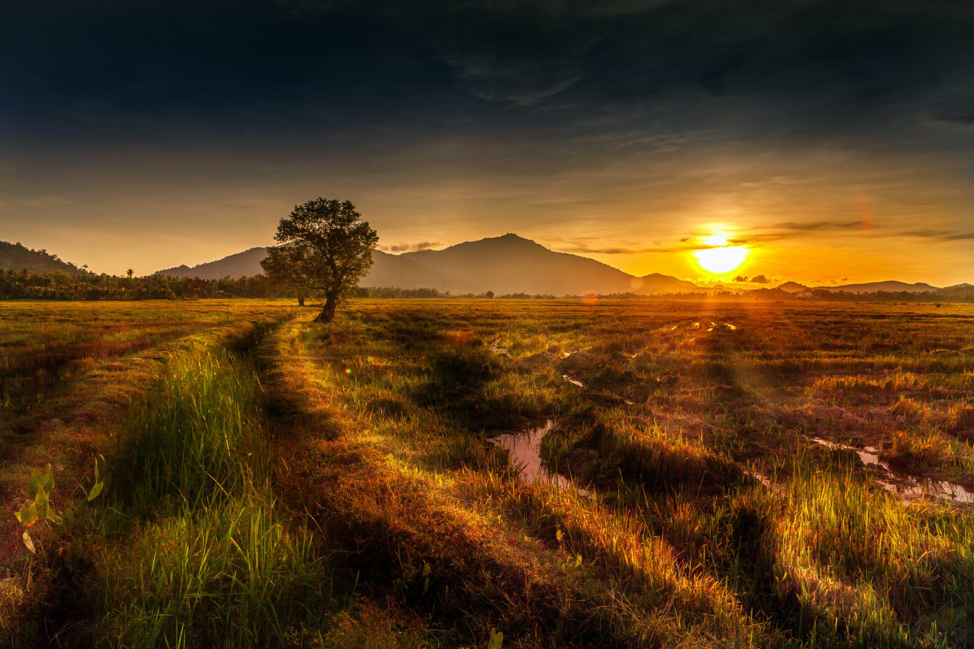 nature paysage soleil coucher de soleil arbre collines