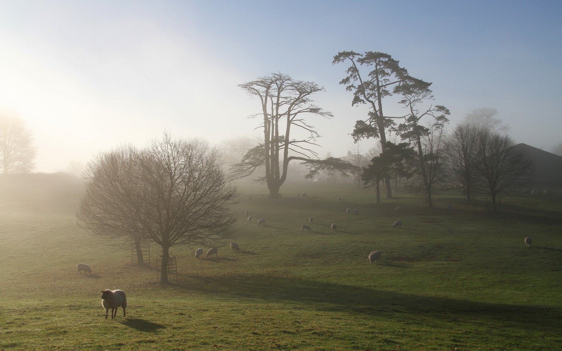 campo ovejas mañana niebla