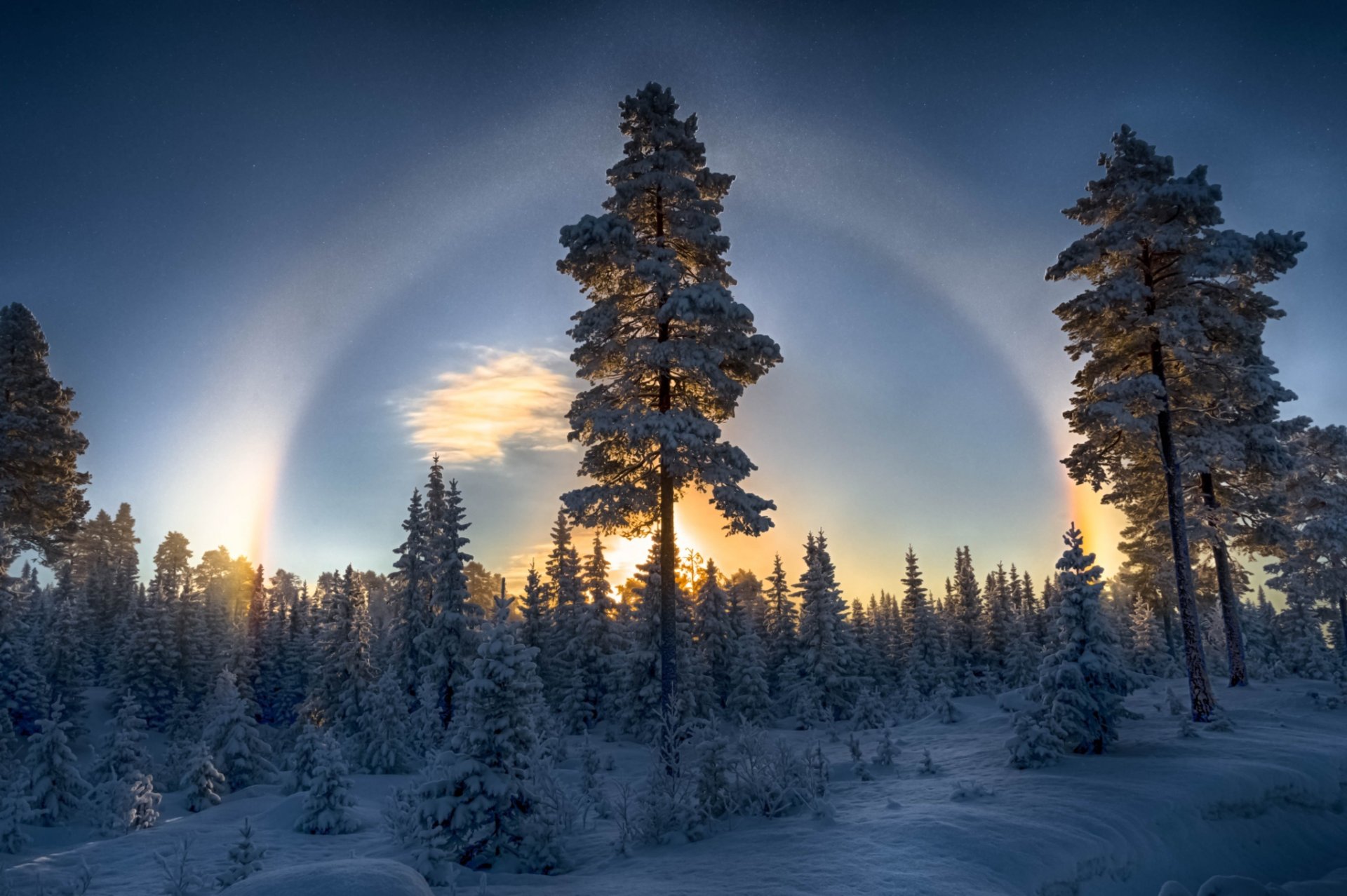 bosque invierno nieve pinos naturaleza halo