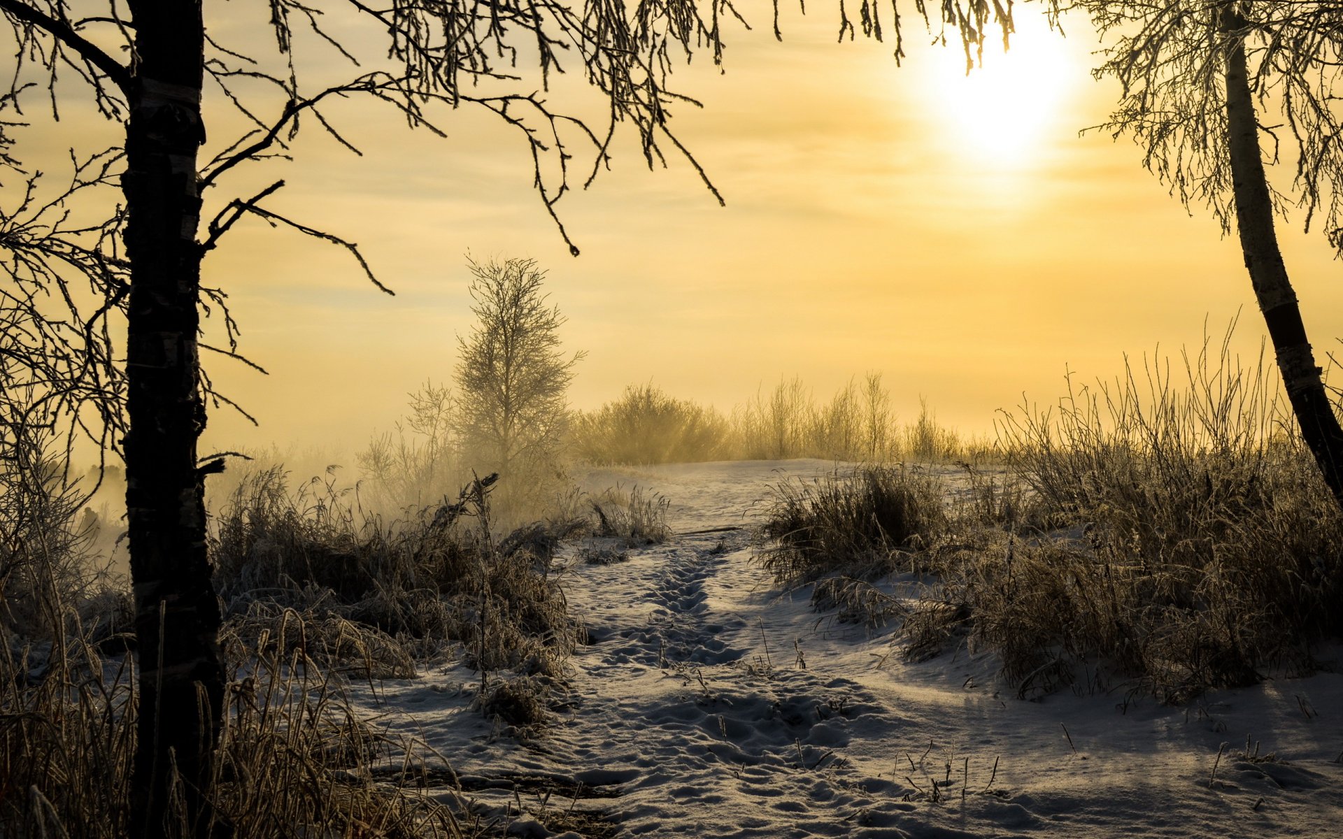 morning winter snow landscape