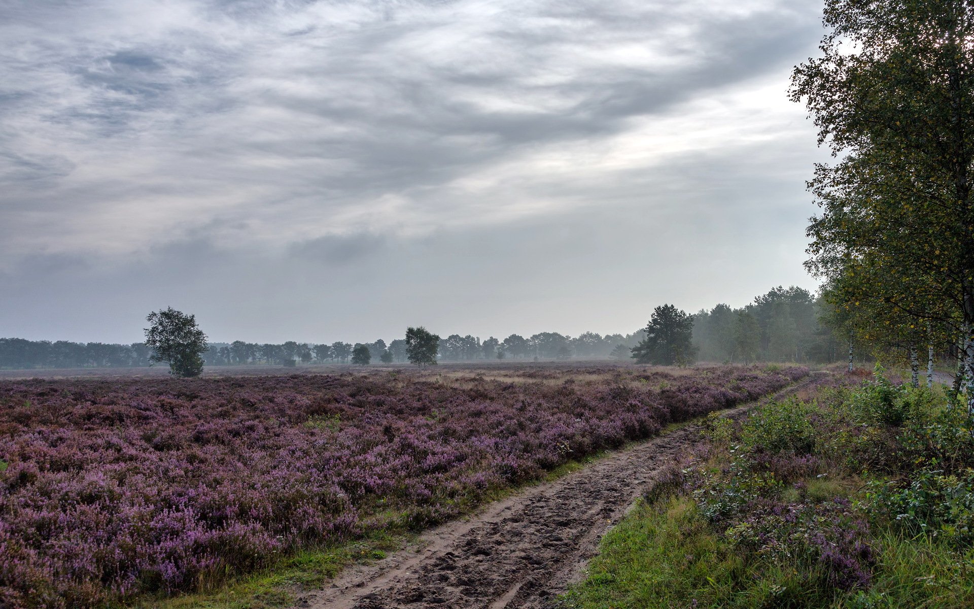 champ fleurs été nature route paysage