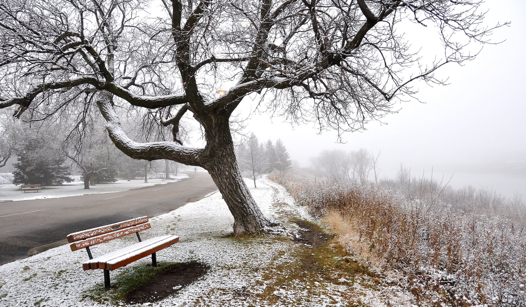 brouillard hiver neige route arbres banc