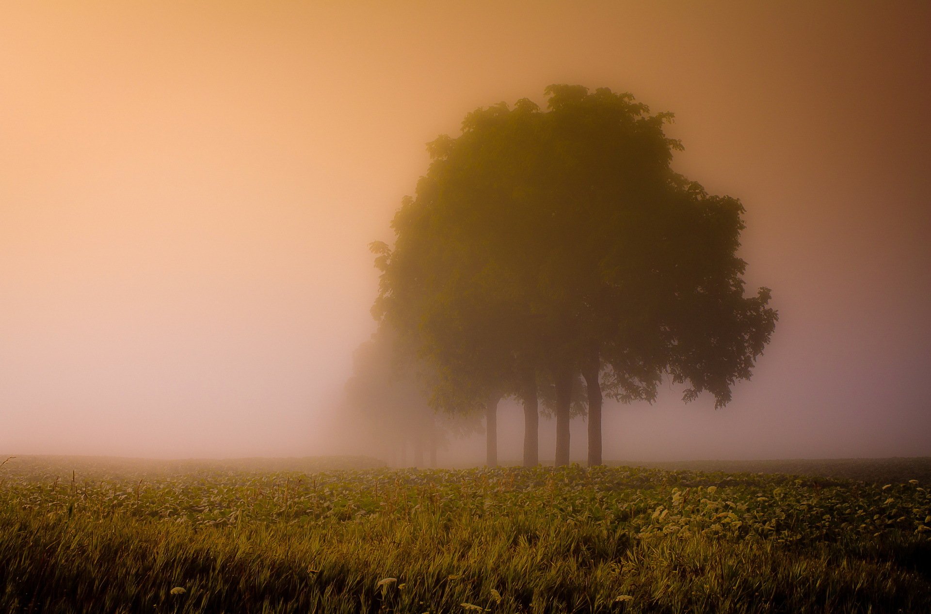 niebla campo árboles paisaje