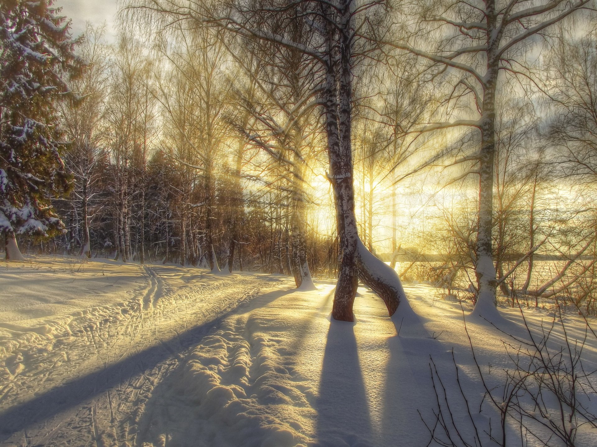 zima hdr śnieg drzewa promienie światła brzozy natura zdjęcia