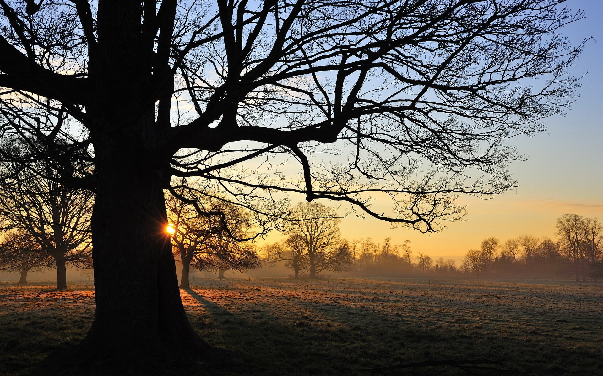 tramonto albero paesaggio