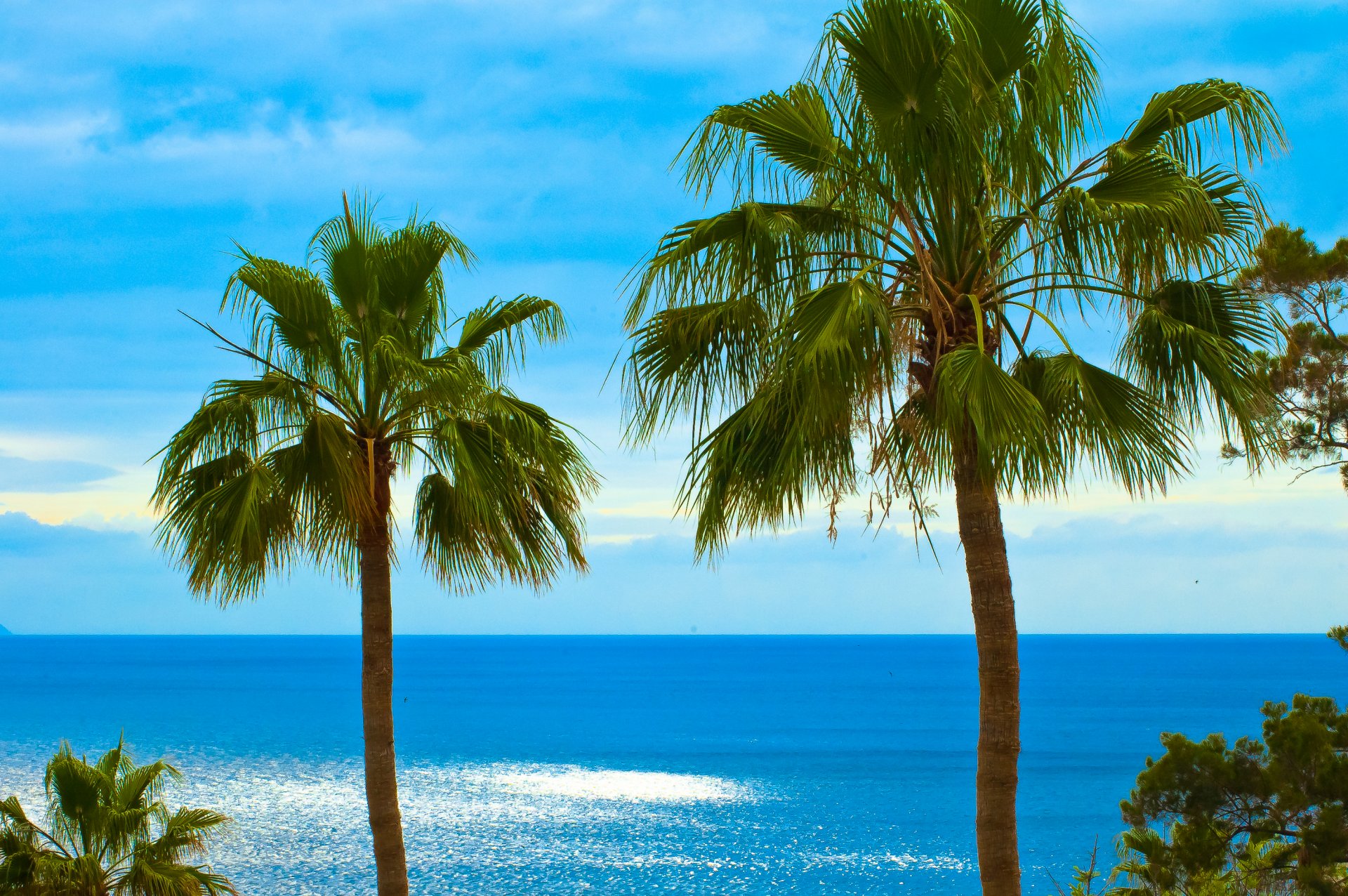 palmiers feuilles d éventail océan ciel los gigantes tenerife îles canaries