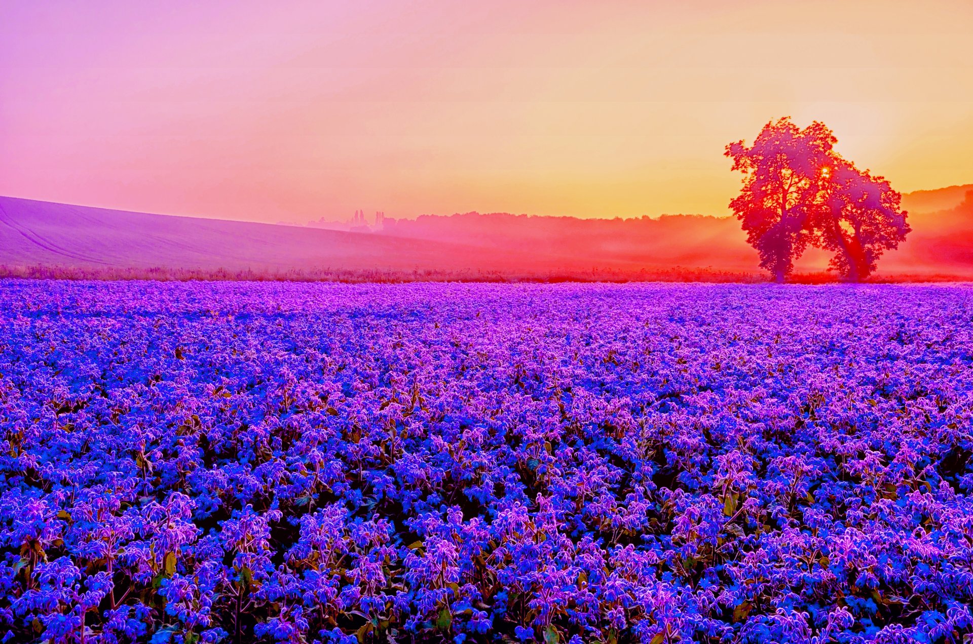 campo lavanda alberi fogliame sole luce