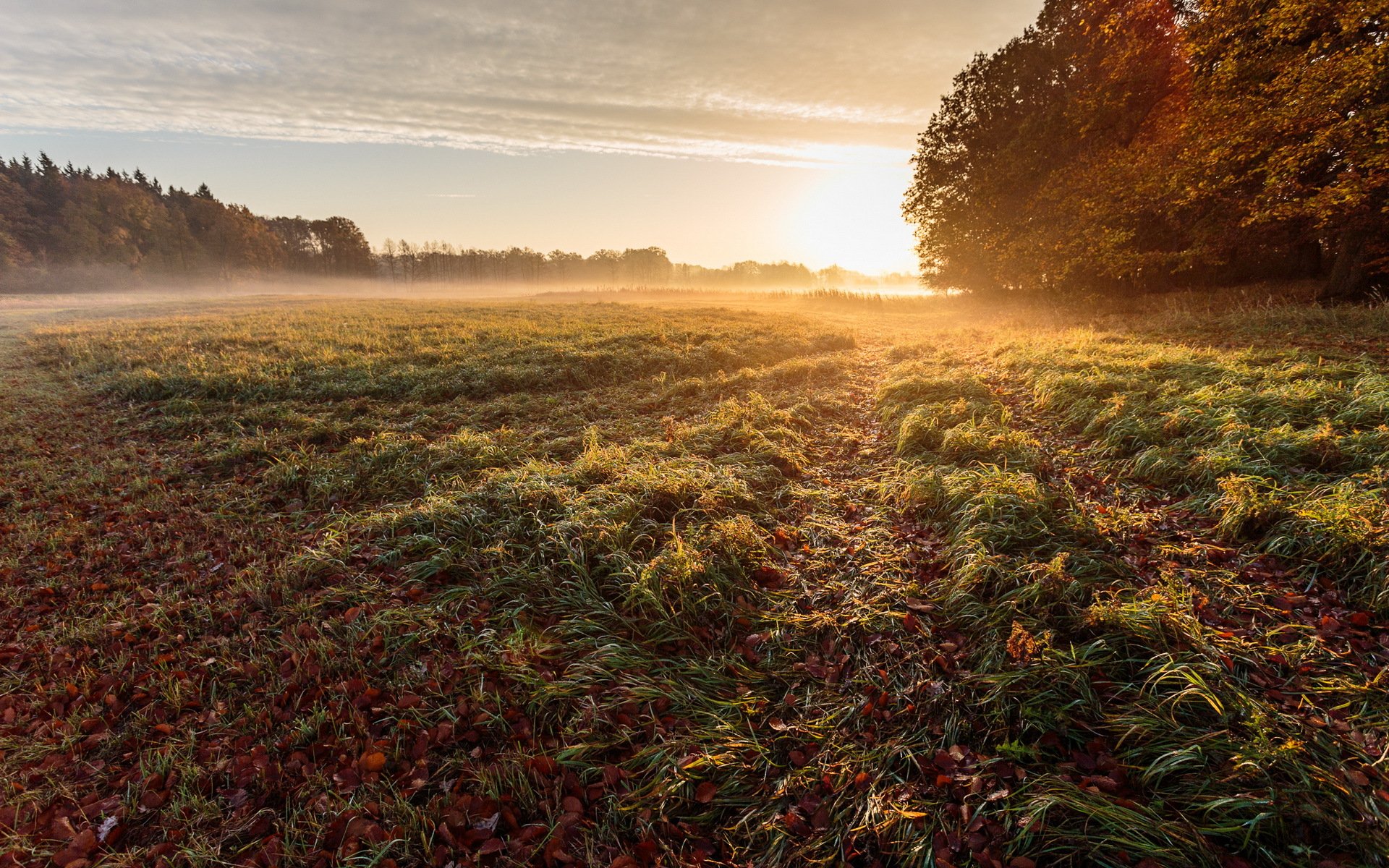 matin champ brouillard paysage