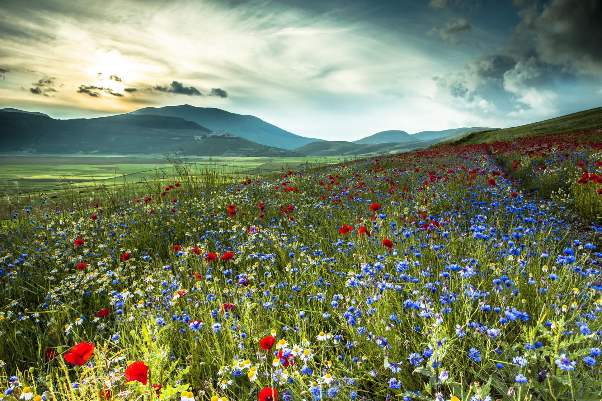 italie montagnes champ fleurs bleuets coquelicots marguerites nature