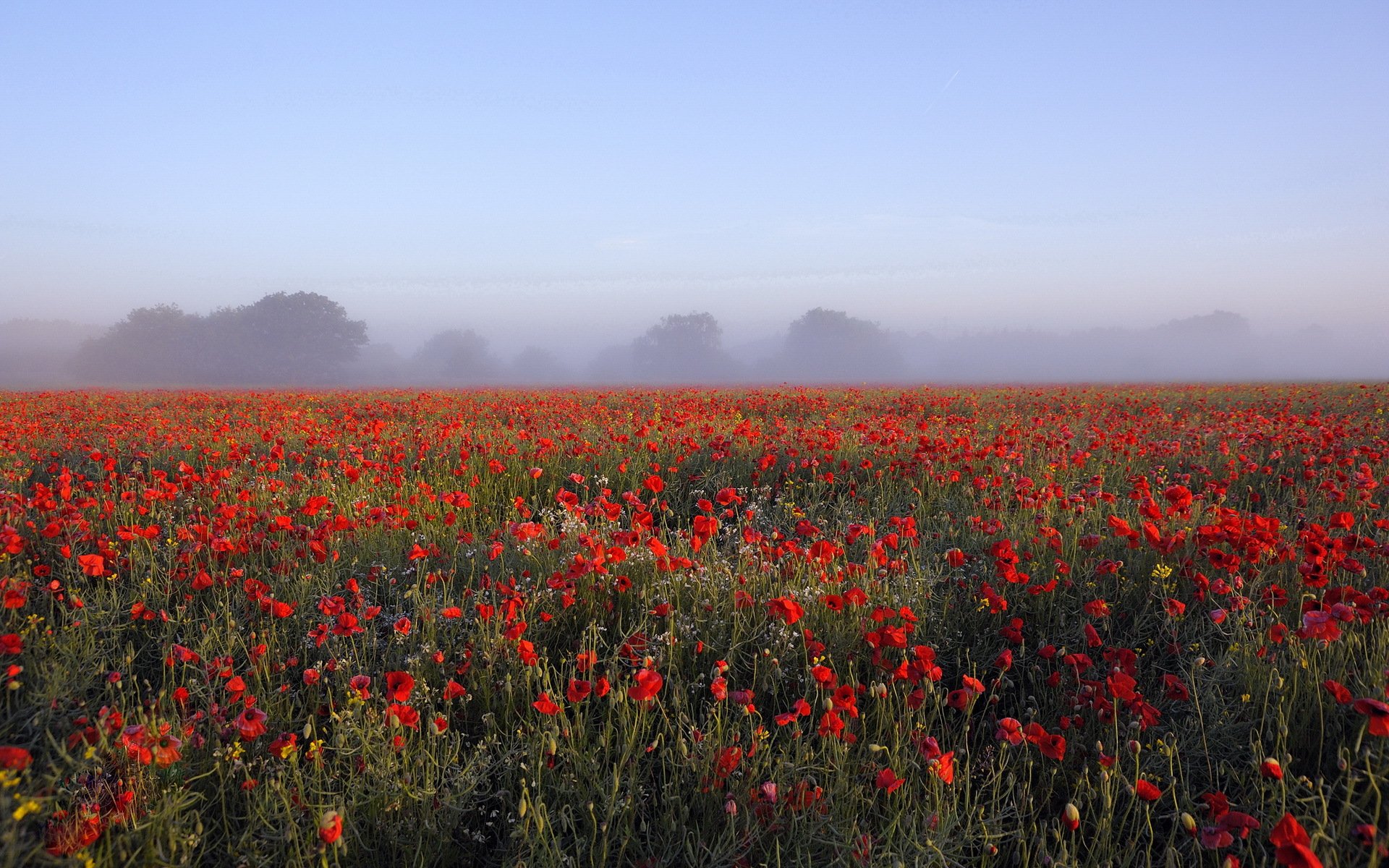 morning the field poppies landscape