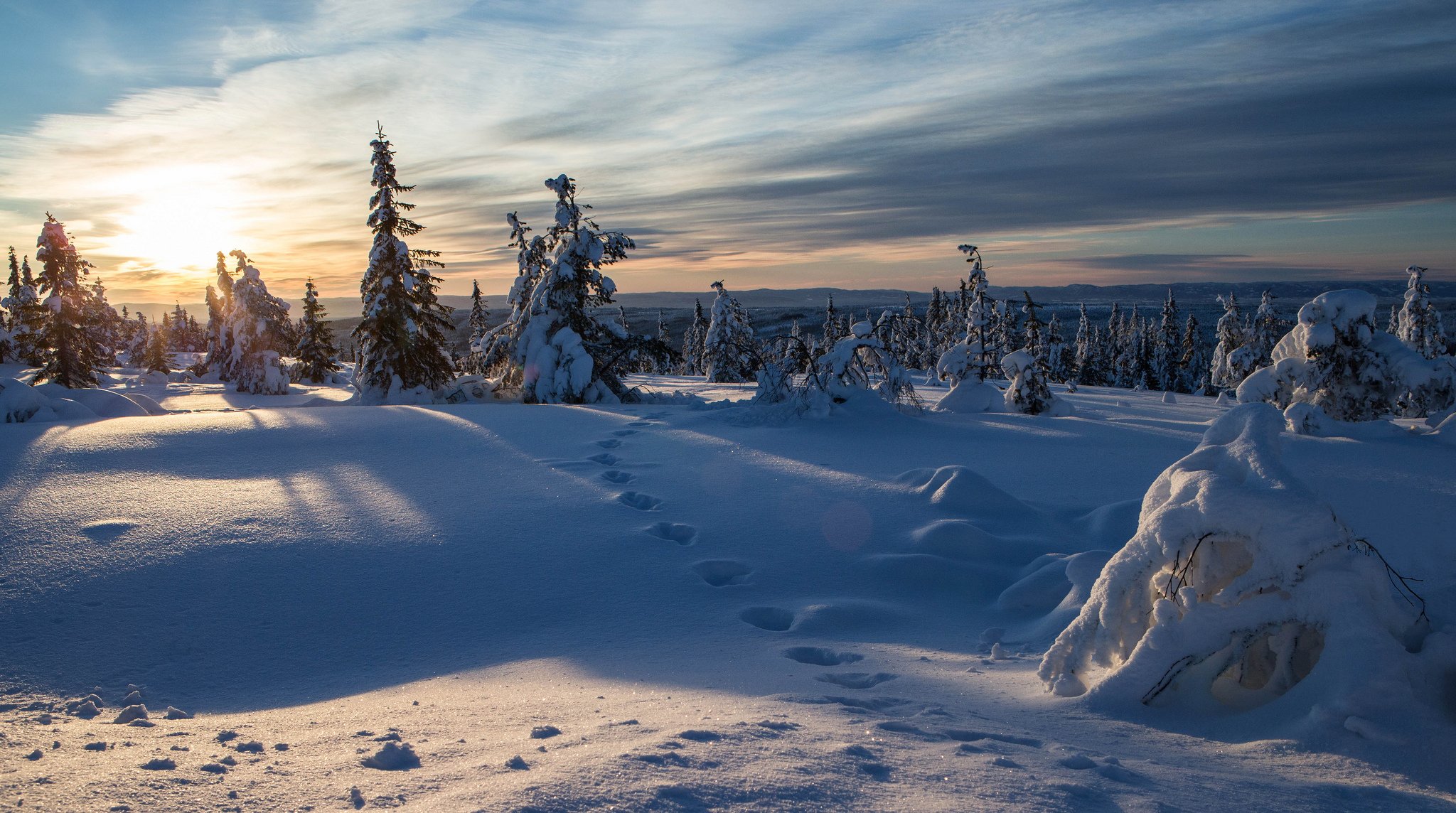 norvegia inverno neve abete rosso impronte