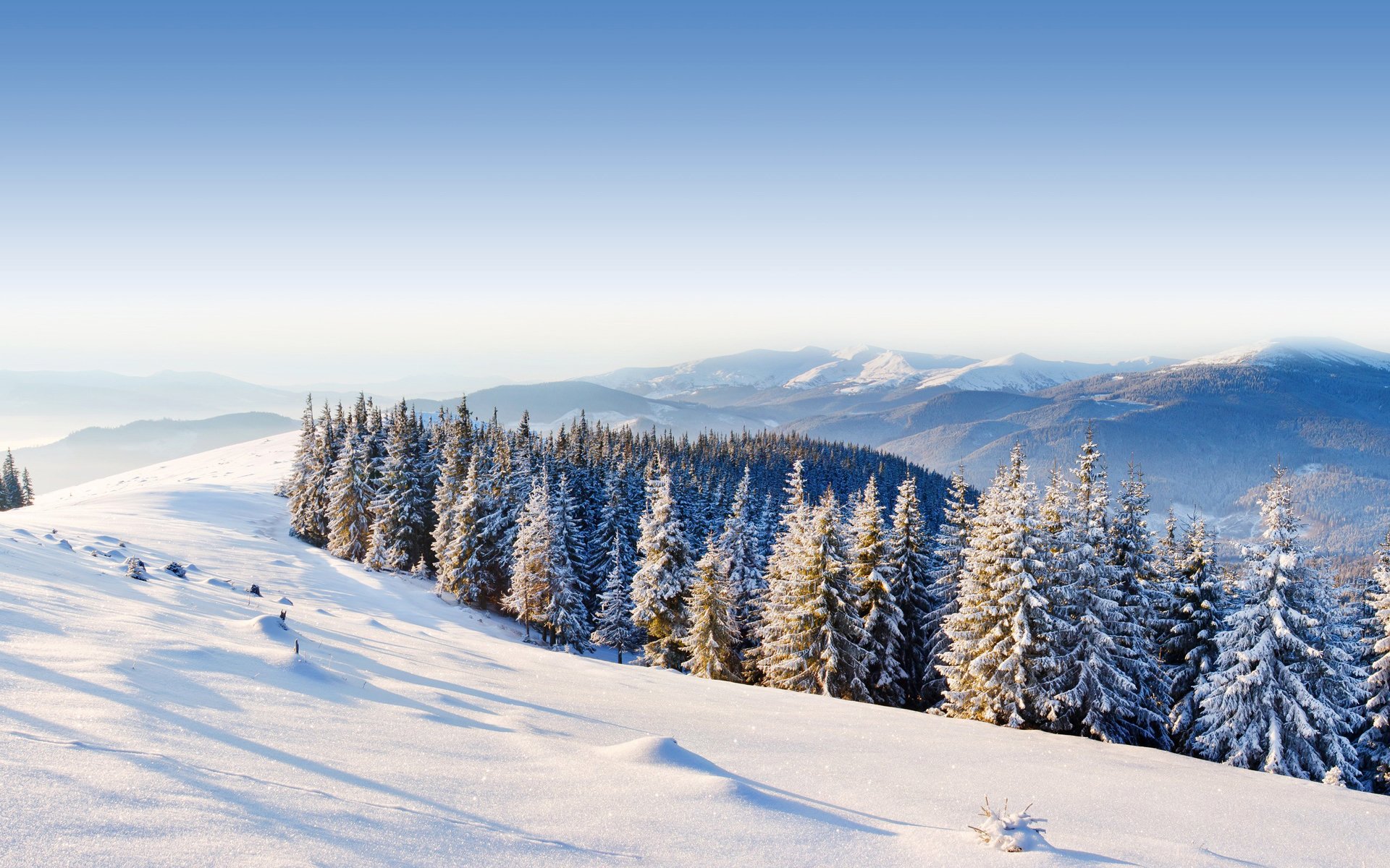 niebo góry wzgórza drzewa las świerk zima śnieg