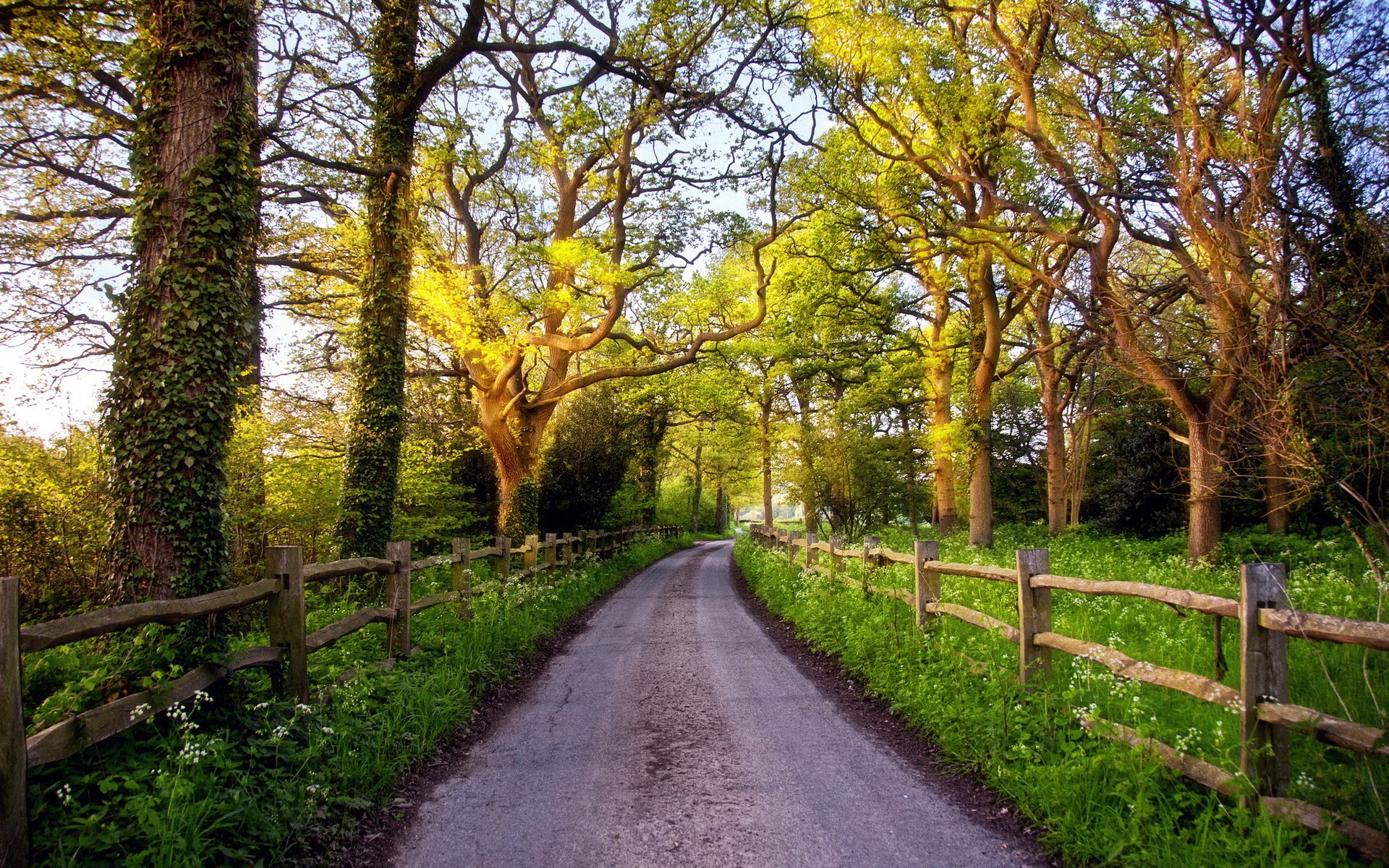 camino cerca árboles