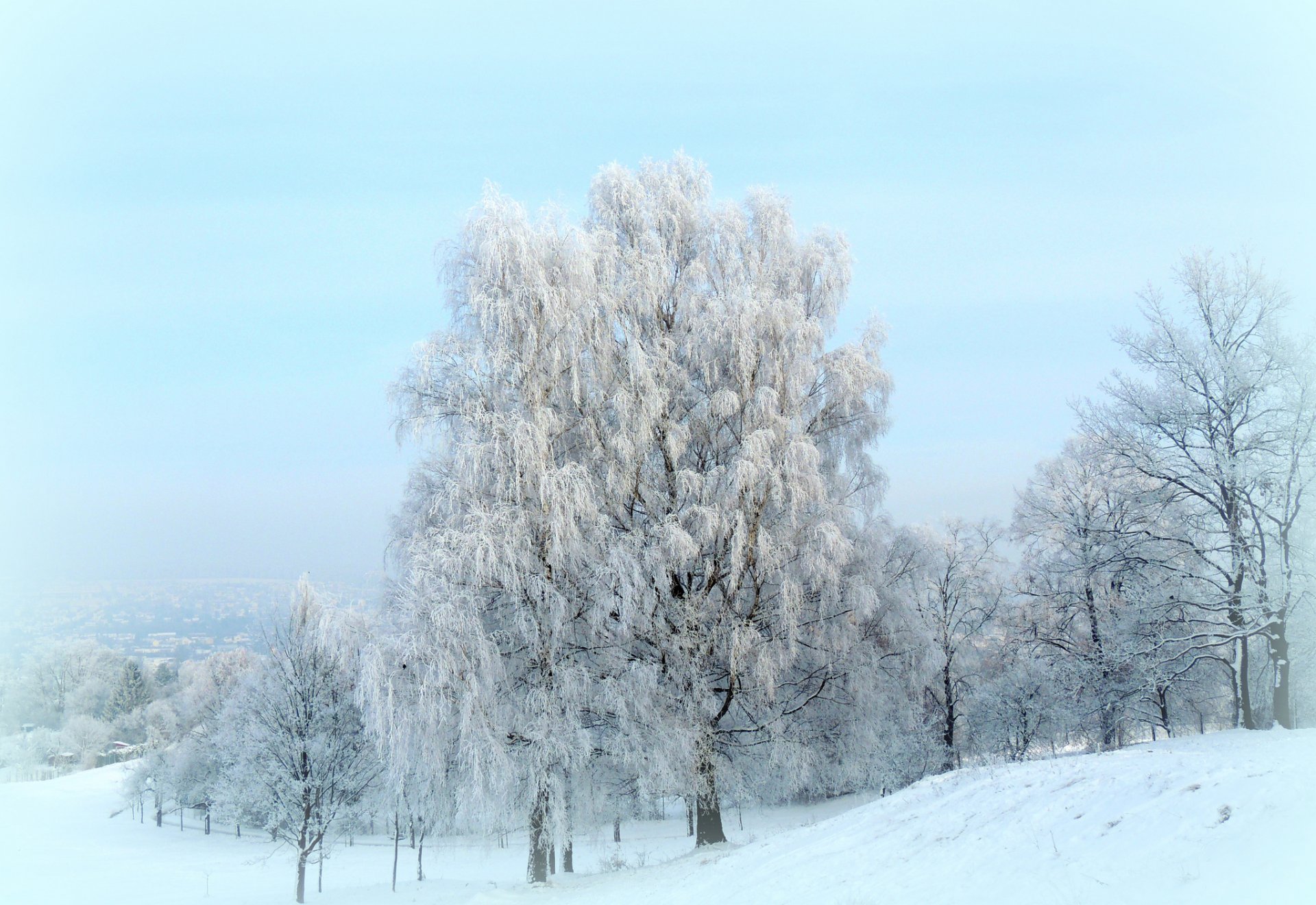 inverno neve alberi gelo