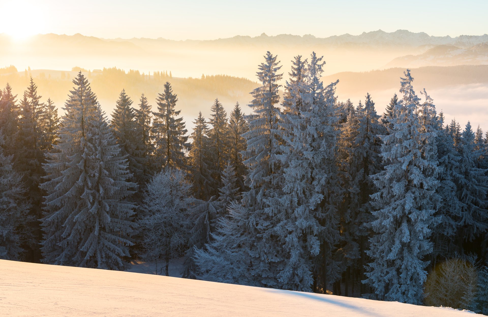 morgen wald winter landschaft