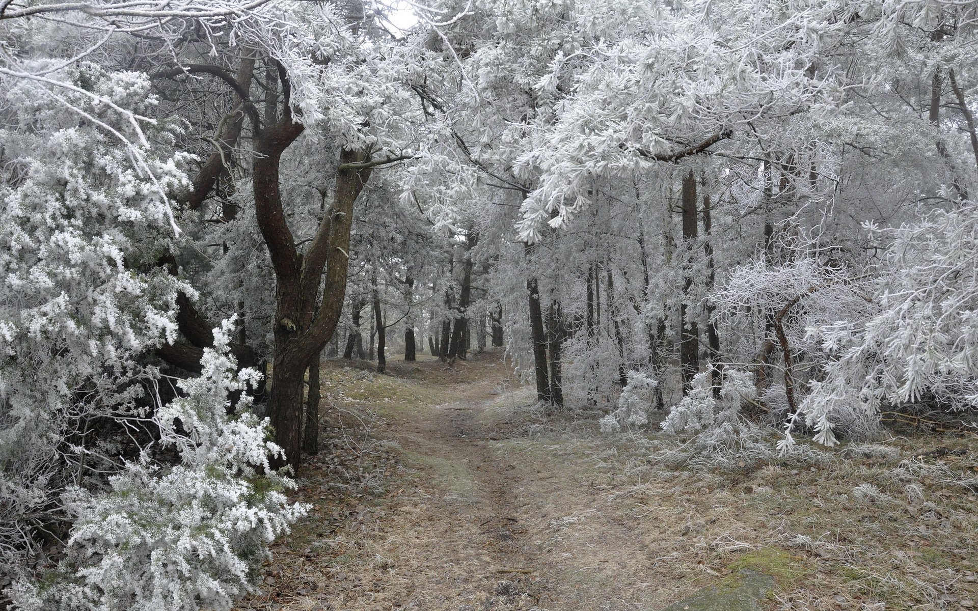 forest nature landscape