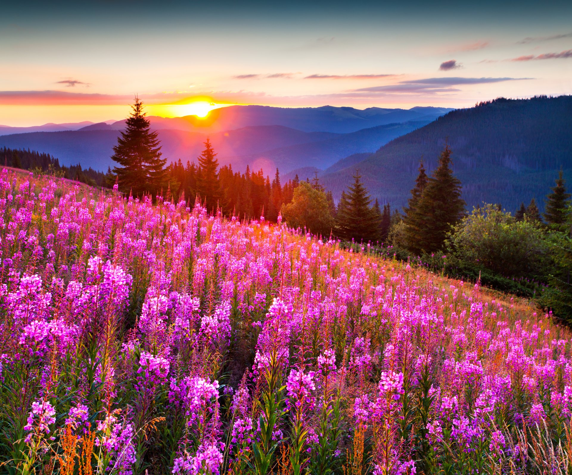 nature paysage montagnes herbe prairies fleurs ciel coucher de soleil