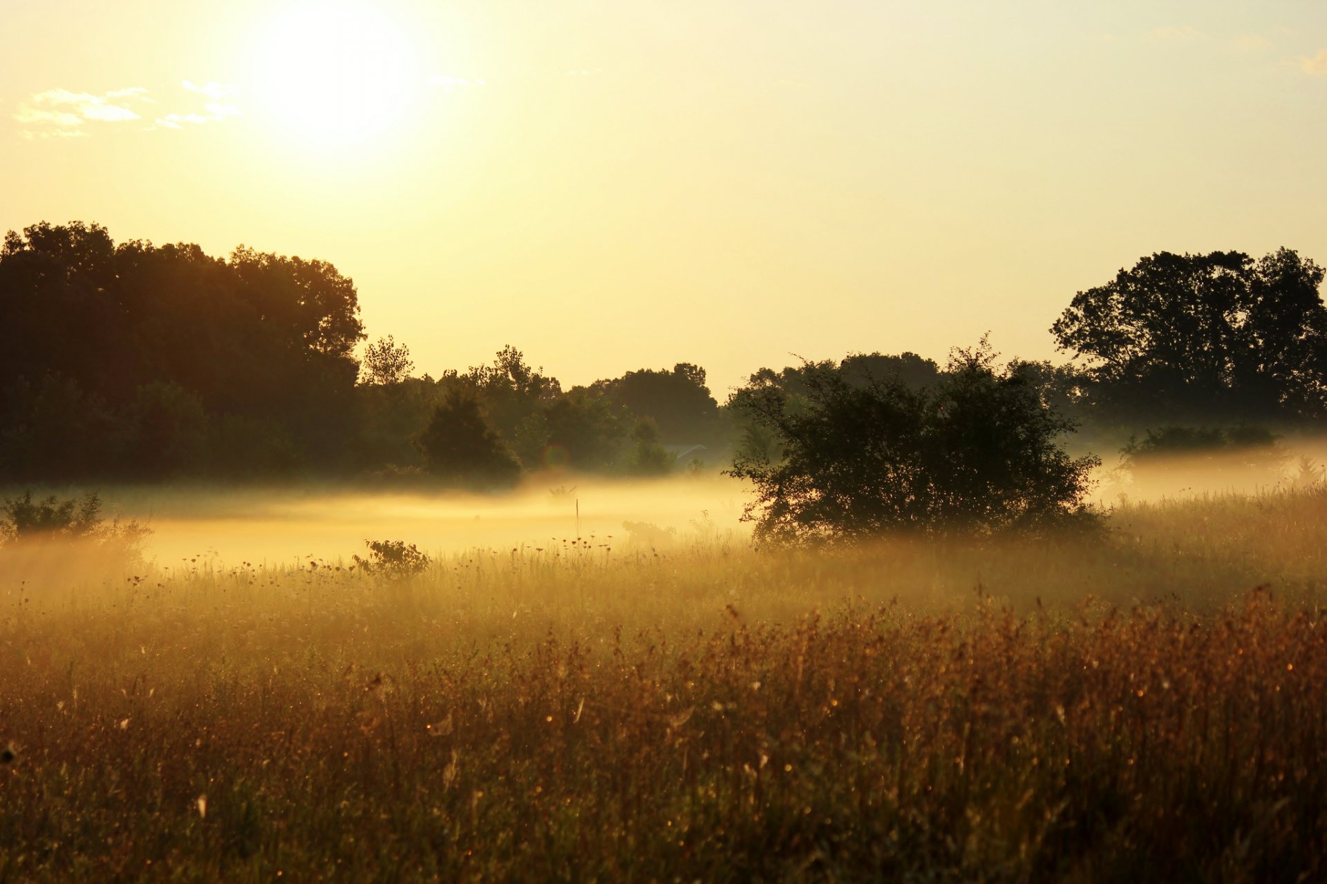 pré herbes plantes buissons arbres nature brouillard matin soleil gratte-ciel été chaleur