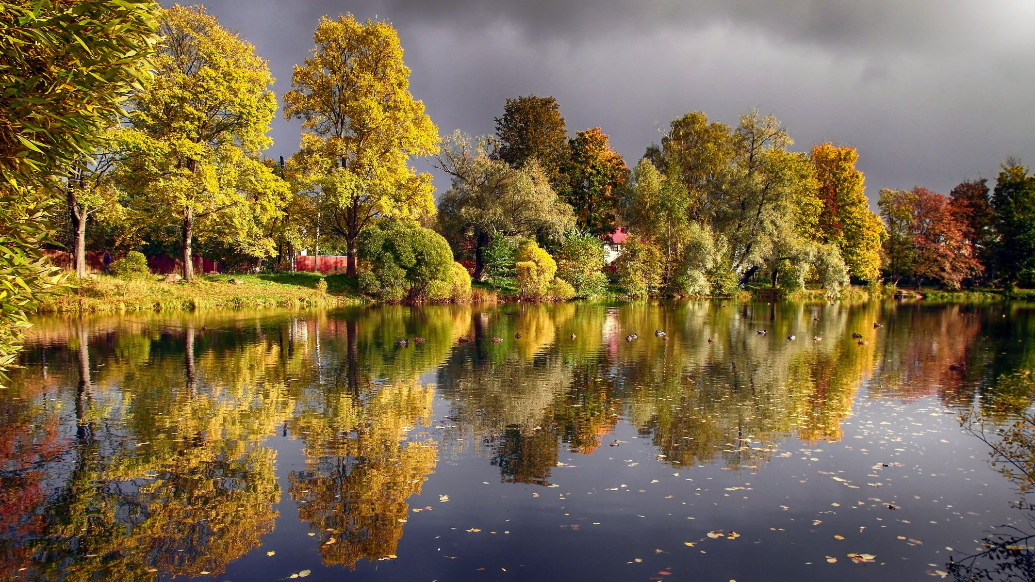 herbst teich enten wojkowo