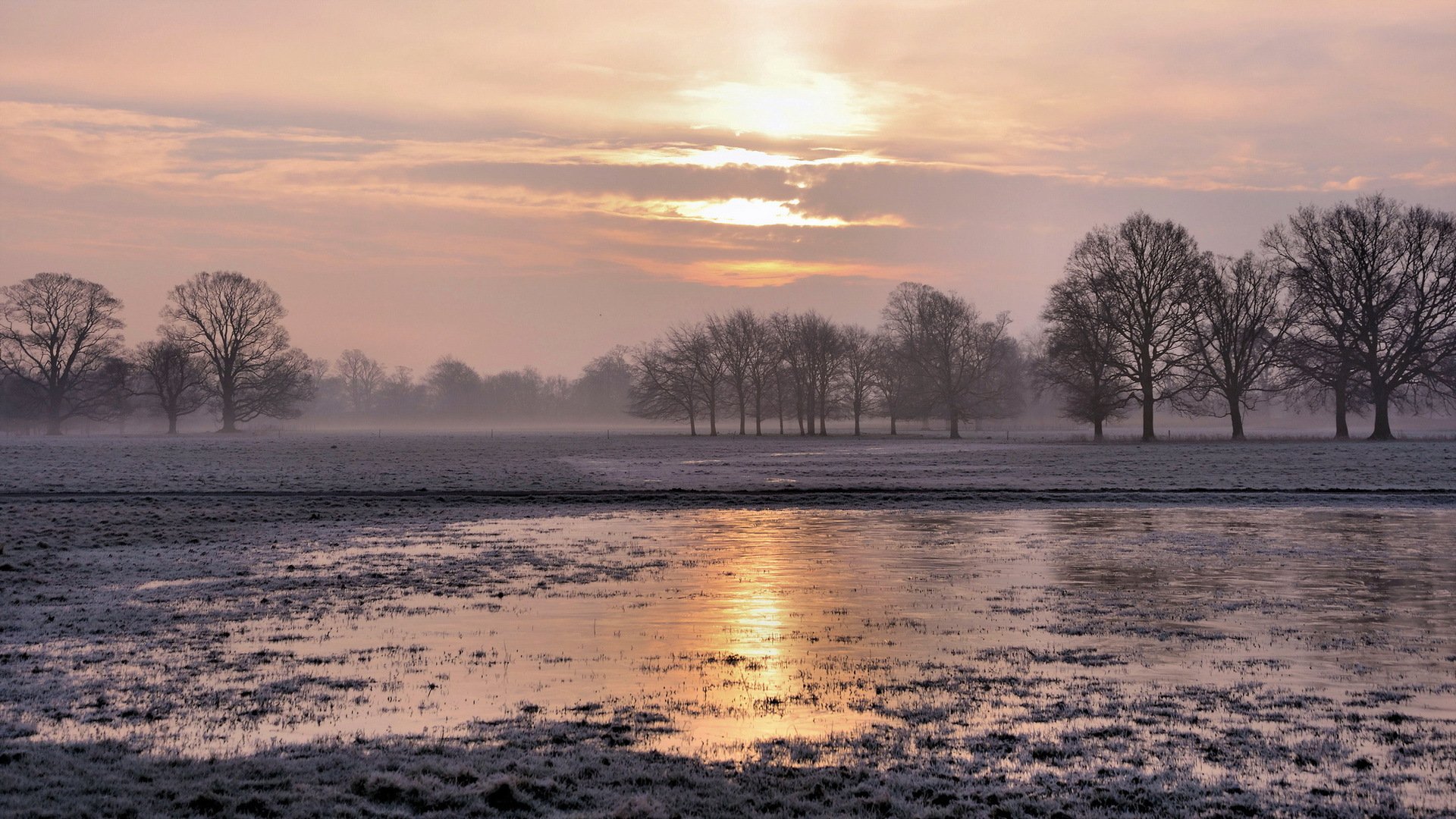 feld nebel landschaft