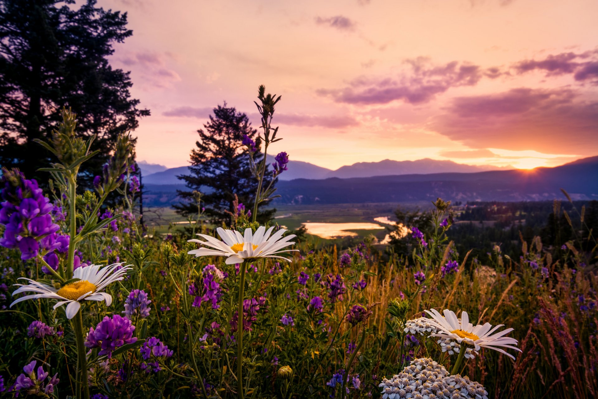 tramonto a kootenays canada british columbia parco nazionale di kootenay margherite lupini fiori selvatici