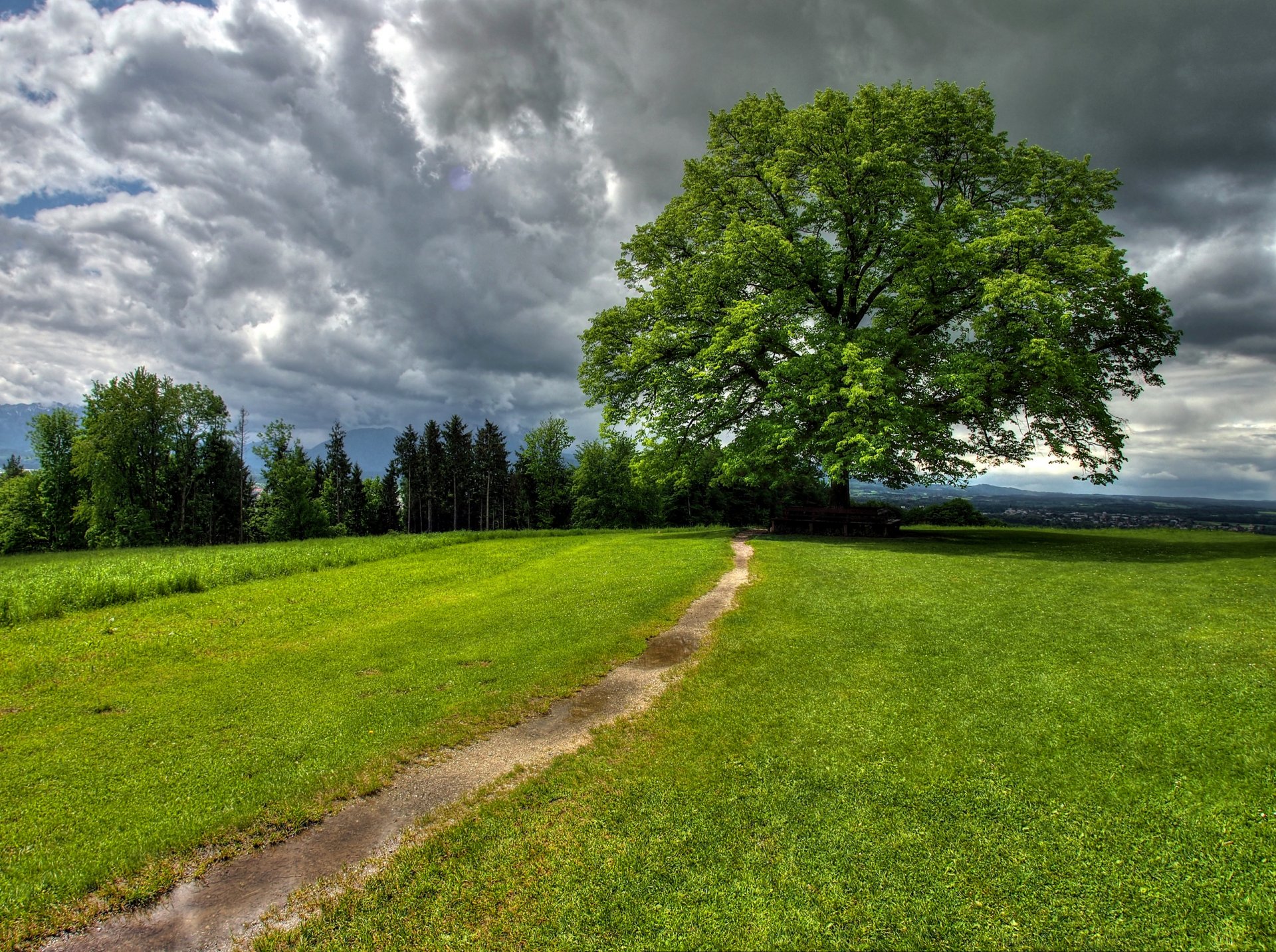 niebo chmury drzewa ścieżka trawa natura