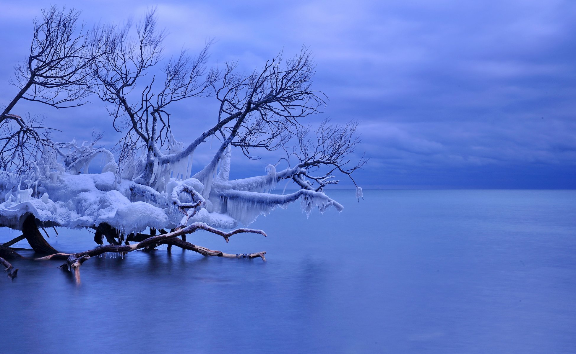 canada whitby lac ontario arbre tombé glace glaçons hiver