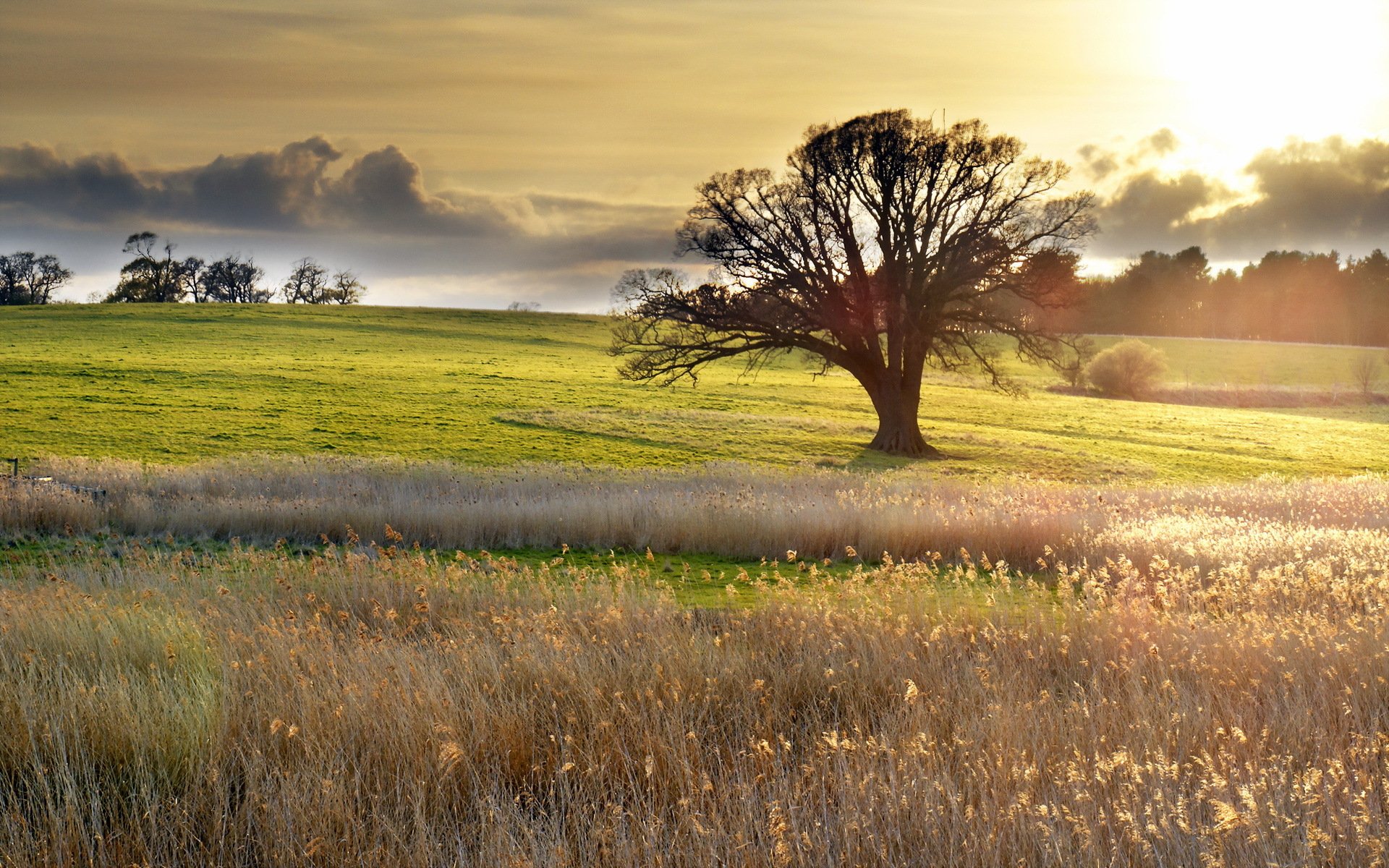 campo albero paesaggio