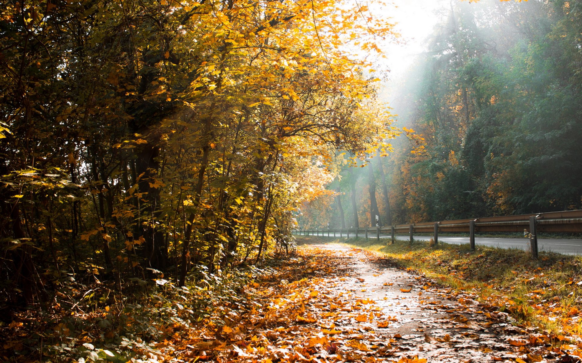 road leaves autumn