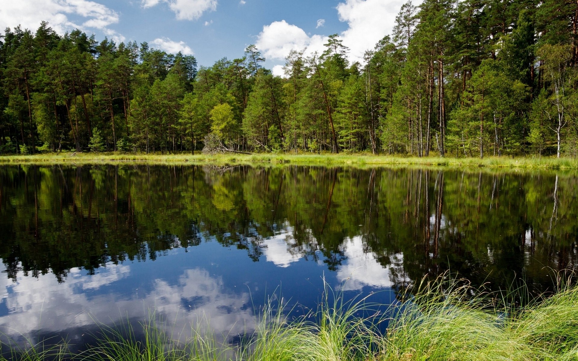 polonia río bosque árboles reflexión