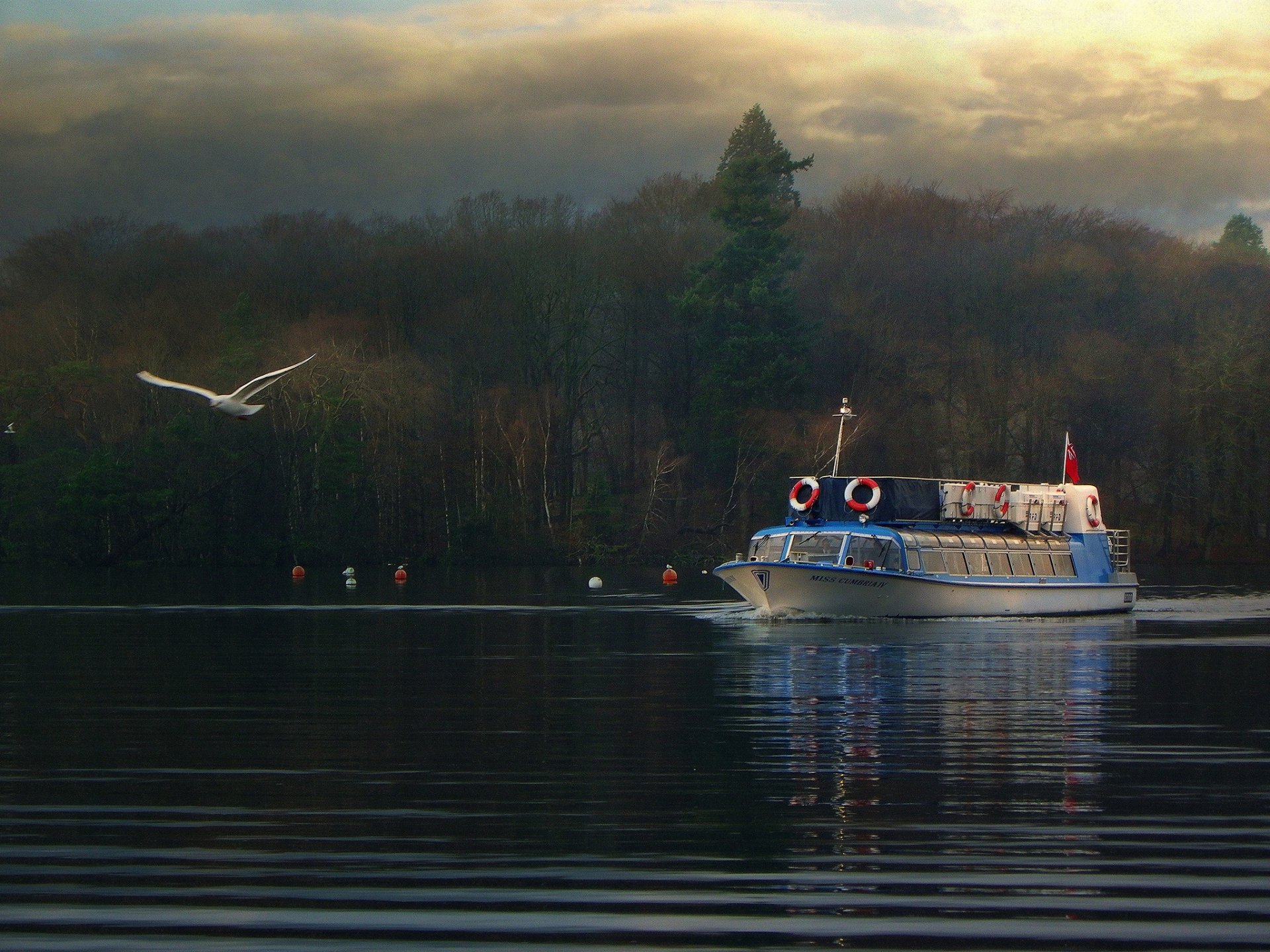 anglia jezioro windermere statek mewa las jesień