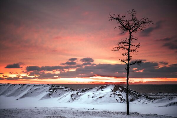 Árbol solitario en medio de la puesta de sol