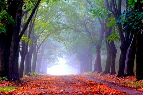 Park jesienią Aleja liści