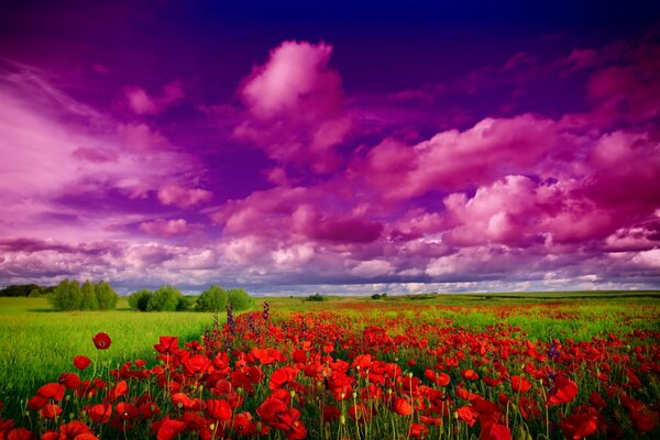 Field flowers poppies sky