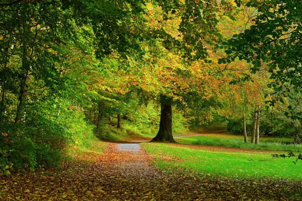 Árboles y follaje en otoño