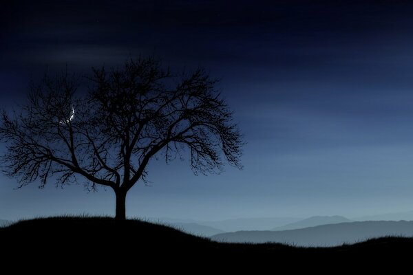 A lonely tree on a hill