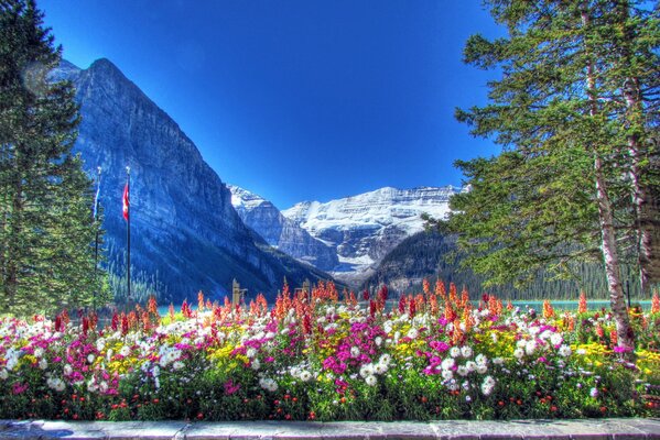 Parque nacional de Canadá flores