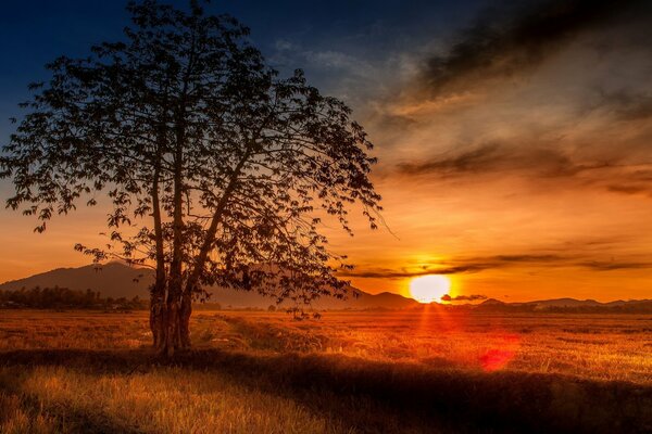 A tree with three trunks on a sunset background