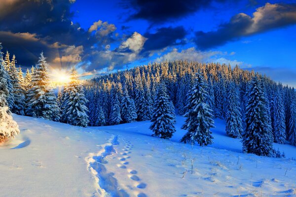 Forêt d hiver dans les montagnes enneigées