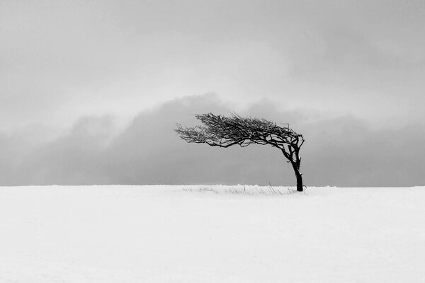 Schöne Landschaft im Winter im Feld