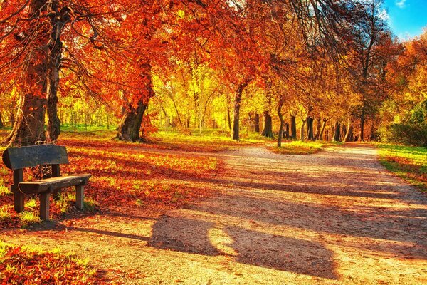 Soirée d automne dans la forêt